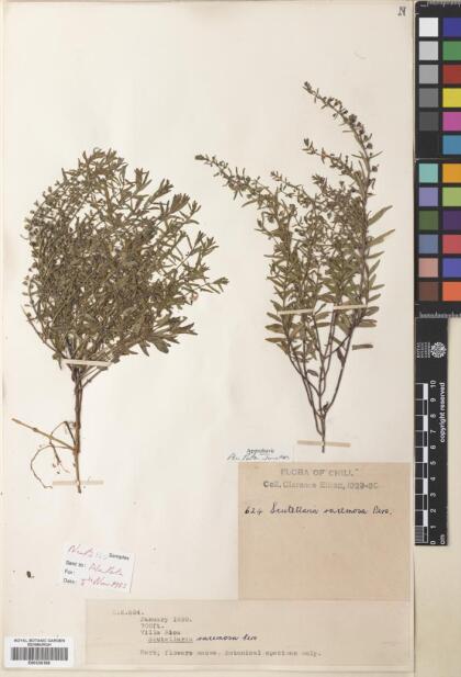 Scutellaria racemosa [Espécimen: ]