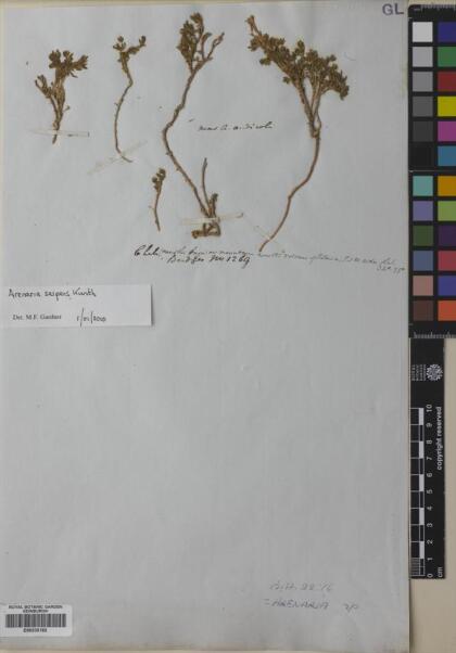 Arenaria serpens [Espécimen: ]