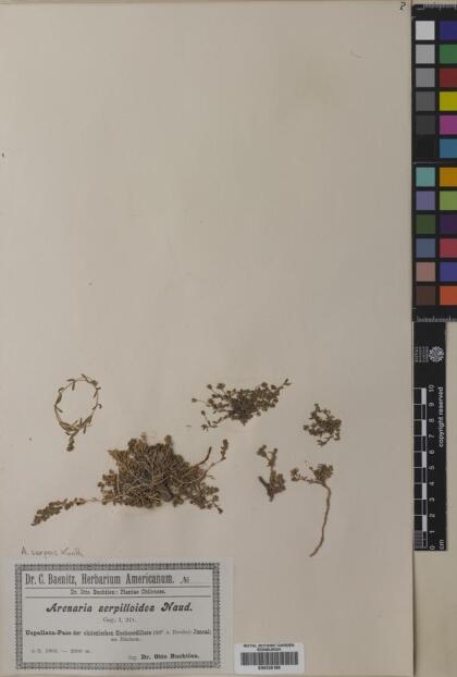 Arenaria serpens [Espécimen: ]