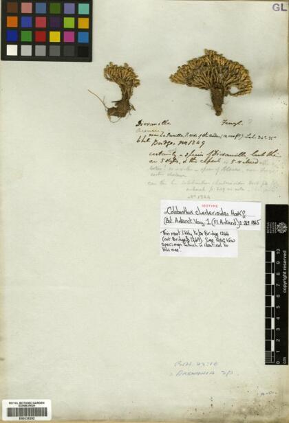 Colobanthus quitensis [Espécimen: ]