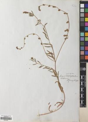 Corrigiola propinqua [Espécimen: ]