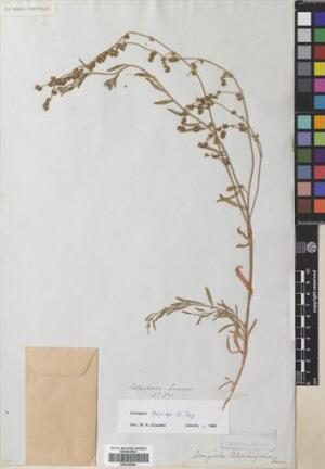 Corrigiola propinqua [Espécimen: ]