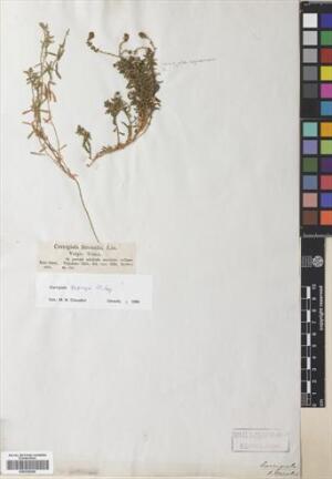 Corrigiola propinqua [Espécimen: ]