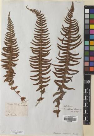 Blechnum hastatum [Espécimen: ]