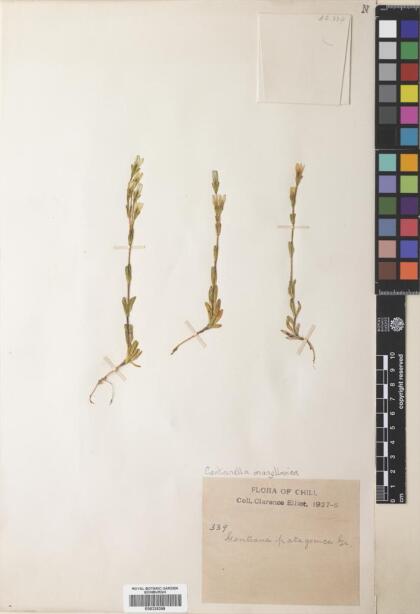 Gentianella magellanica [Espécimen: ]