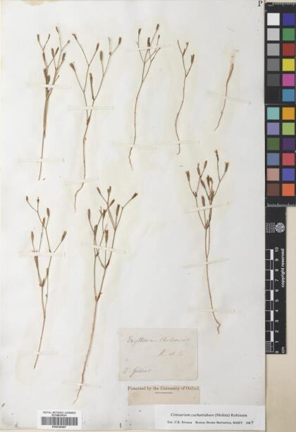 Centaurium cachanlahuen [Espécimen: ]