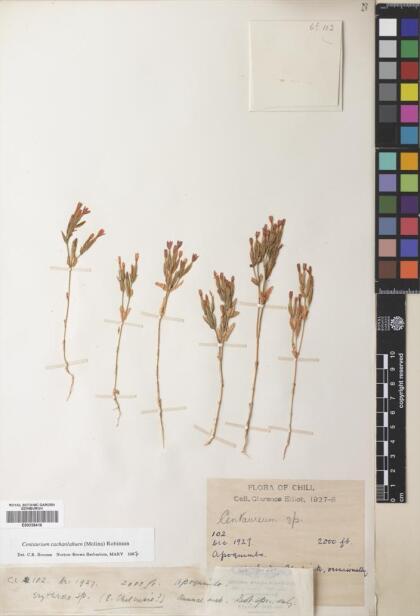 Centaurium cachanlahuen [Espécimen: ]