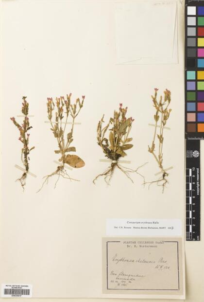 Centaurium erythraea [Espécimen: ]
