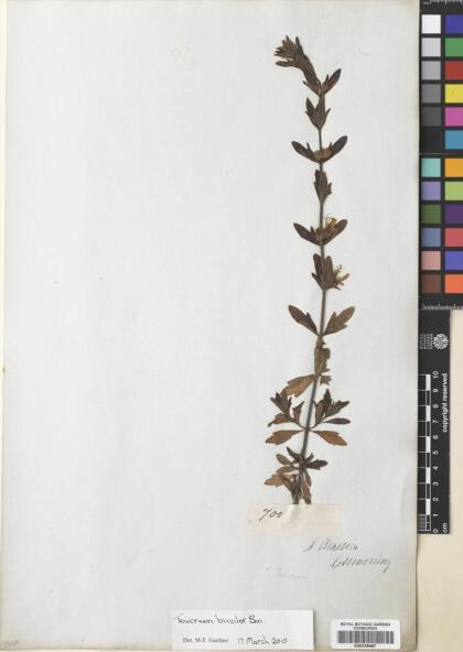 Teucrium bicolor [Espécimen: ]