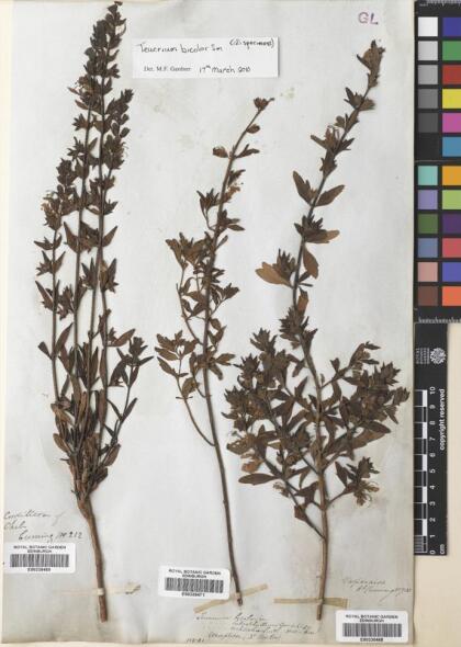 Teucrium bicolor [Espécimen: ]