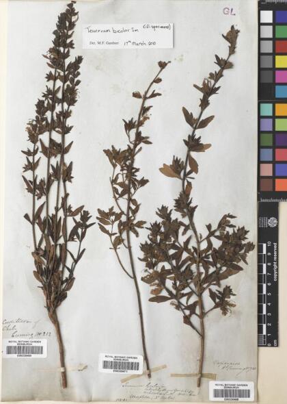 Teucrium bicolor [Espécimen: ]