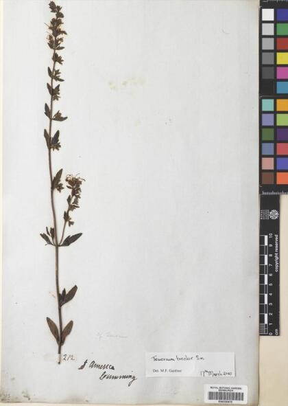 Teucrium bicolor [Espécimen: ]