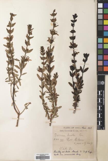 Teucrium bicolor [Espécimen: ]