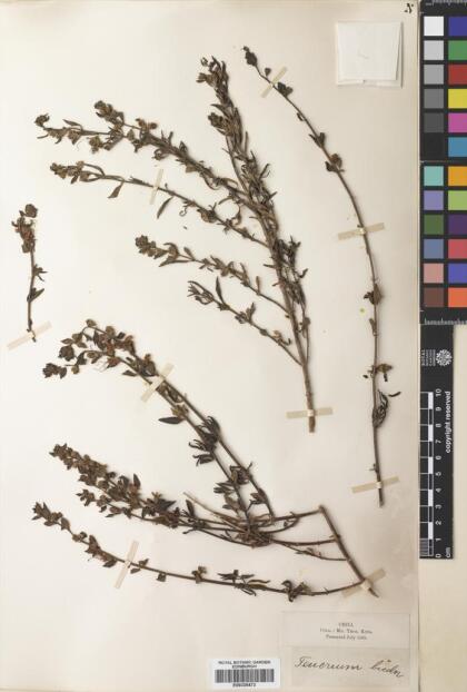 Teucrium bicolor [Espécimen: ]