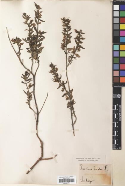 Teucrium bicolor [Espécimen: ]