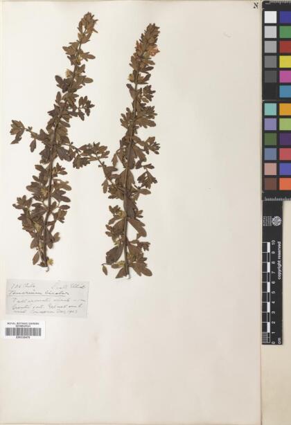 Teucrium bicolor [Espécimen: ]