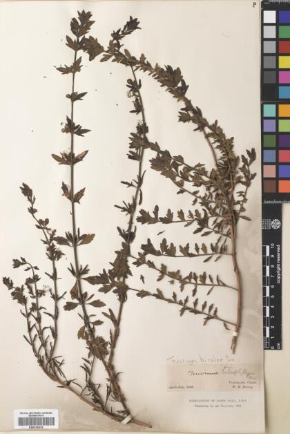 Teucrium bicolor [Espécimen: ]