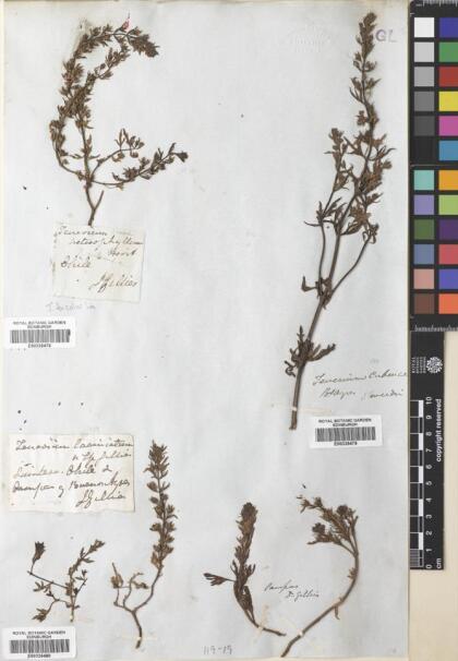 Teucrium bicolor [Espécimen: ]
