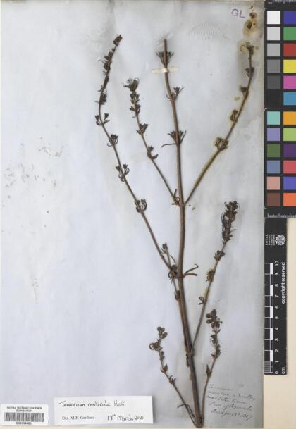 Teucrium nudicaule [Espécimen: ]