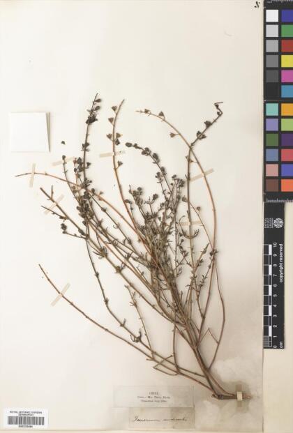 Teucrium nudicaule [Espécimen: ]