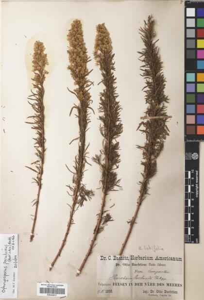 Ophryosporus paradoxus [Espécimen: ]