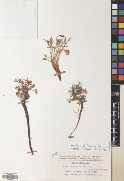Azorella trifoliolata [Espécimen: ]