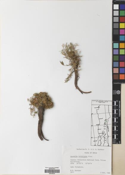 Azorella trifoliolata [Espécimen: ]