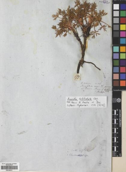 Azorella trifoliolata [Espécimen: ]