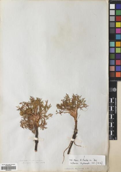 Azorella trifoliolata [Espécimen: ]