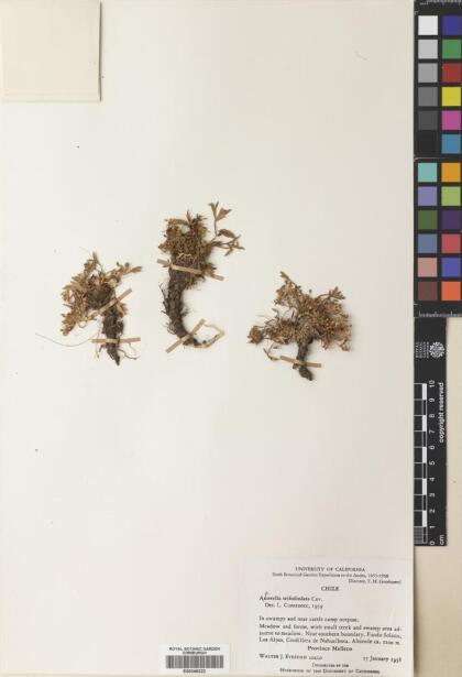 Azorella trifoliolata [Espécimen: ]