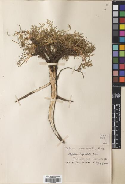 Azorella trifoliolata [Espécimen: ]
