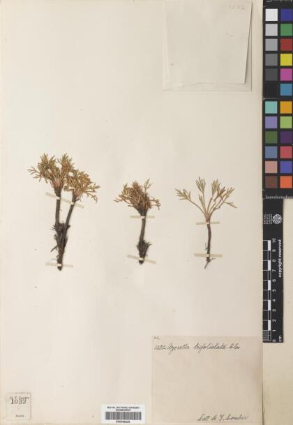 Azorella trifoliolata [Espécimen: ]
