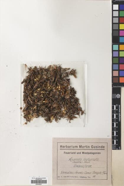 Azorella trifurcata [Espécimen: ]