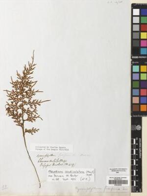 Hymenophyllum fuciforme [Espécimen: ]