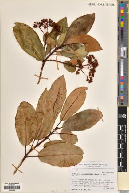 Hydrangea serratifolia [Espécimen: ]