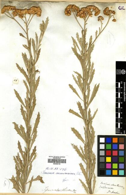 Tessaria absinthioides [Espécimen: ]