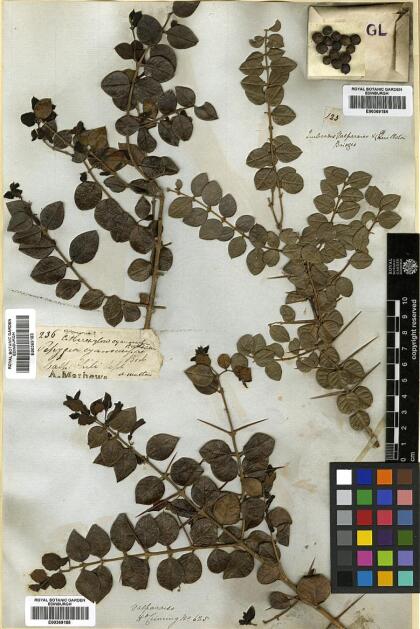 Rhaphithamnus spinosus [Espécimen: ]