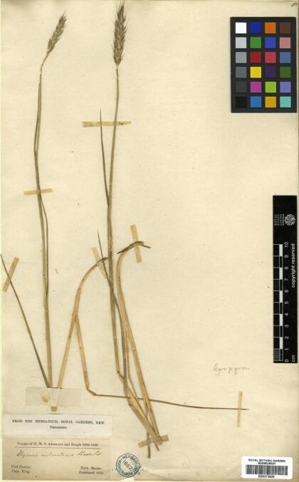 Elymus angulatus [Espécimen: ]