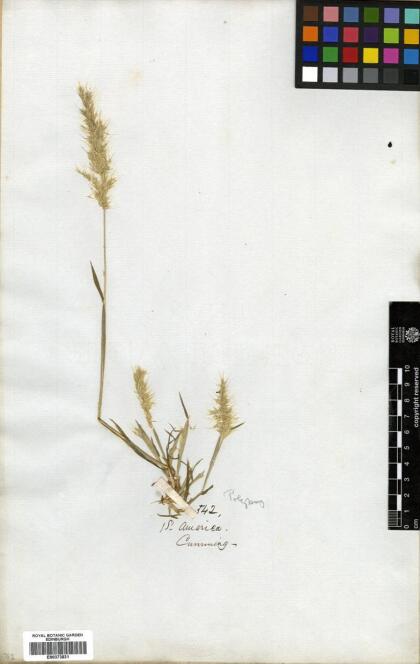 Polypogon linearis [Espécimen: ]