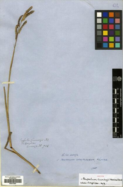 Paspalum dasypleurum [Espécimen: ]