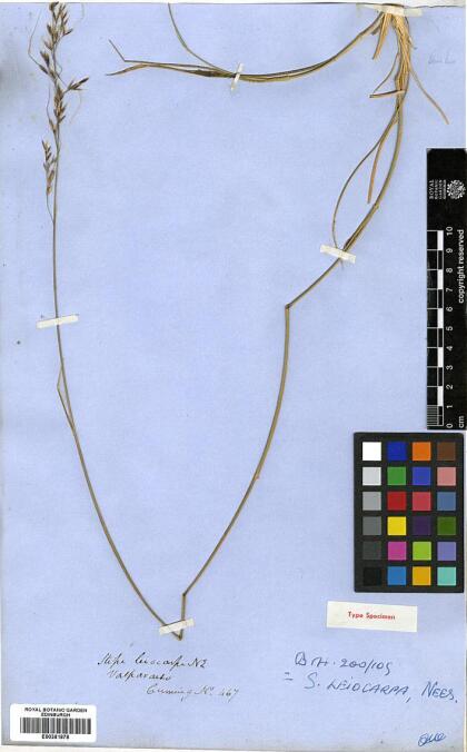 Nassella lachnophylla [Espécimen: ]