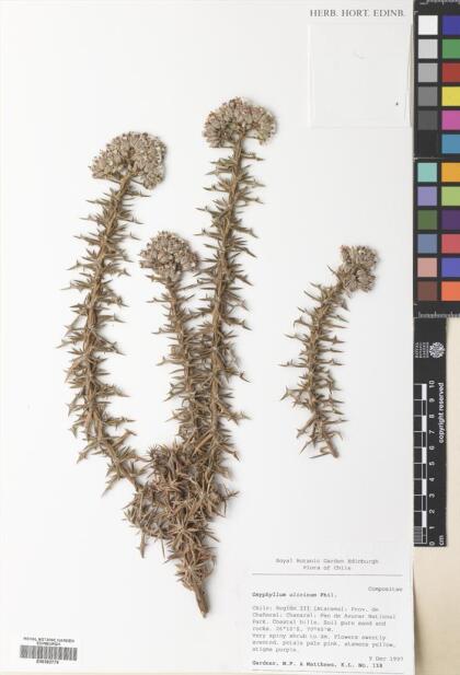 Oxyphyllum ulicinum [Espécimen: ]