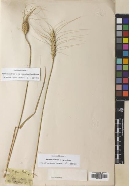 Triticum aestivum [Espécimen: ]
