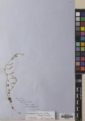 Dioscorea humilis subsp. humilis [Espécimen: ]