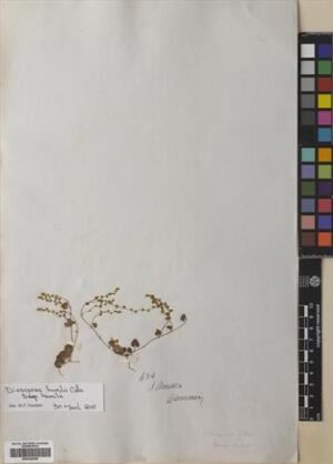 Dioscorea humilis subsp. humilis [Espécimen: ]