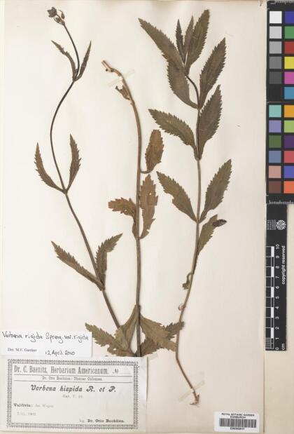 Verbena rigida [Espécimen: ]