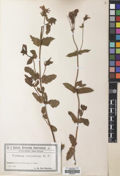 Glandularia corymbosa [Espécimen: ]