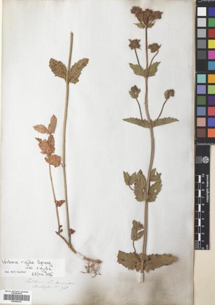 Verbena rigida [Espécimen: ]