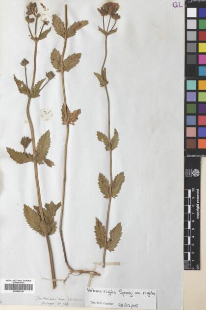 Verbena rigida [Espécimen: ]