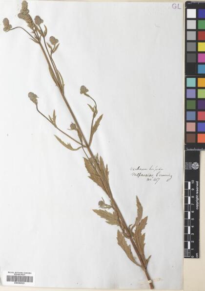 Verbena hispida [Espécimen: ]